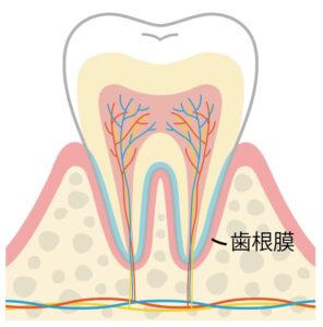 秦野市の歯医者、東海大学前駅徒歩0分の、あめみや歯科医院の院内新聞